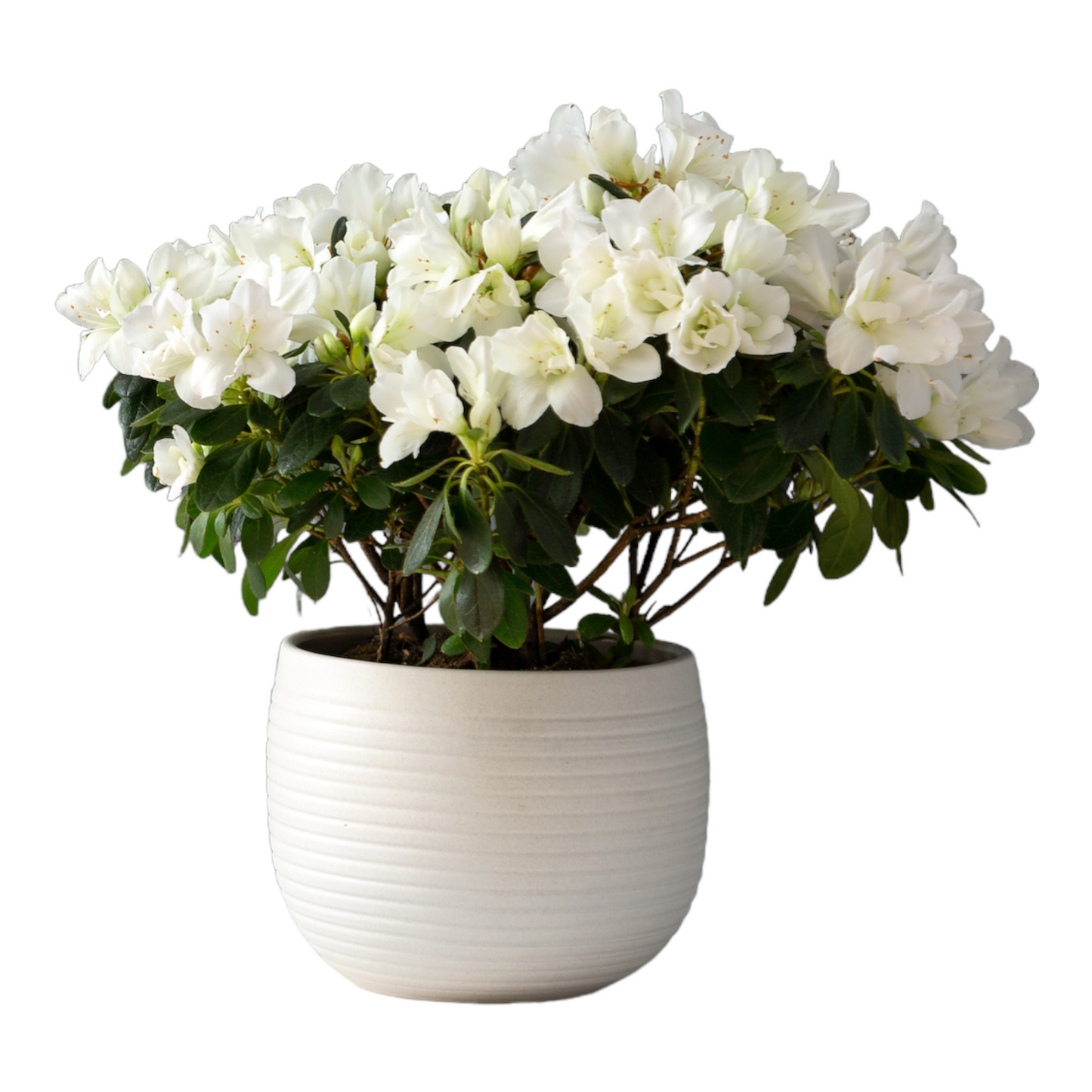 Hvit Azalea