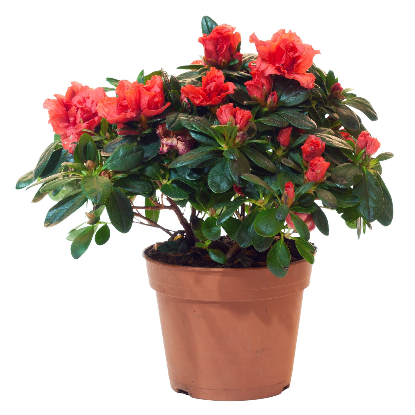 Rød Azalea