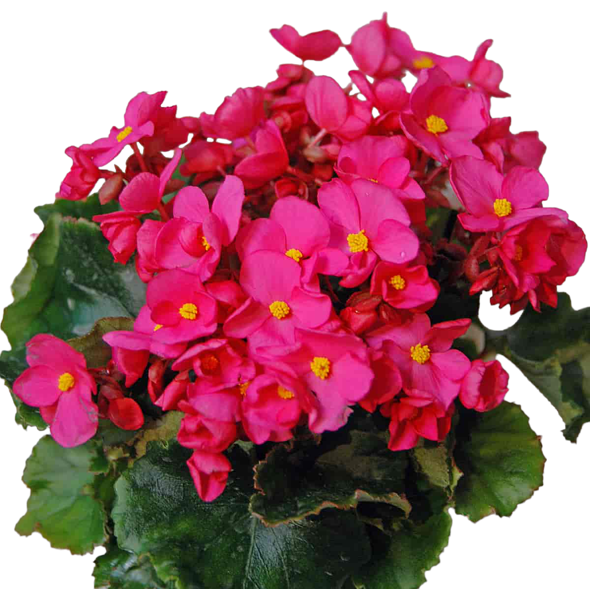 Rosa Juleglede